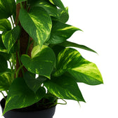 Scindapsus 50cm Nahaufnahme