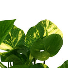 Scindapsus Aureum 25cm Nahaufnahme