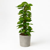 Scindapsus Epipremnum 120cm im 24cm Topf