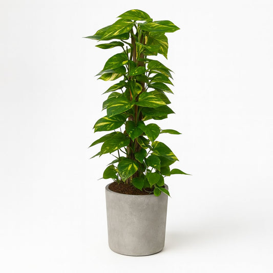 Scindapsus (Epipremnum) - 120cm