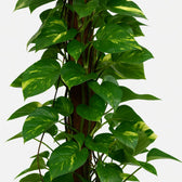 Scindapsus Epipremnum 120cm Nahaufnahme