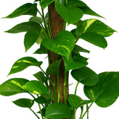 Scindapsus Epipremnum 80cm Nahaufnahme