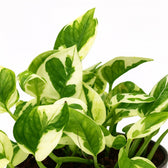 Scindapsus N’Joy 15cm Nahaufnahme