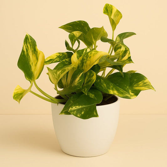 Scindapsus Njoy Gold - 25cm