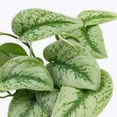 Scindapsus Pictus Trebie 15cm Nahaufnahme