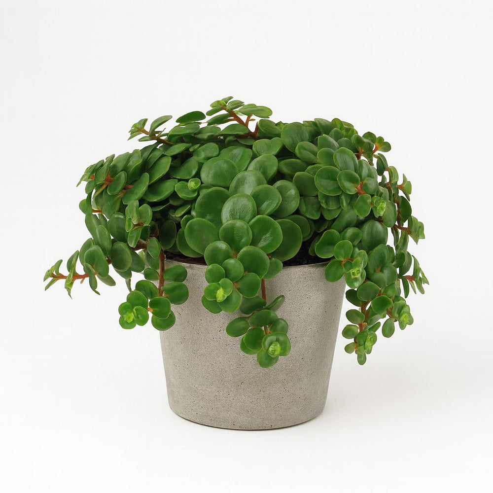 himalaya sedum zimmerpflanze Sedum Tornado