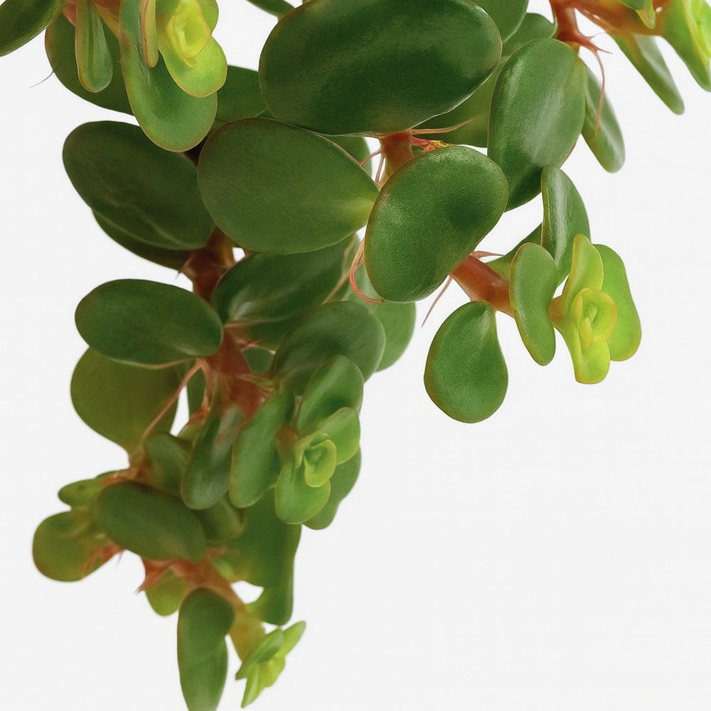 Sedum Tornado