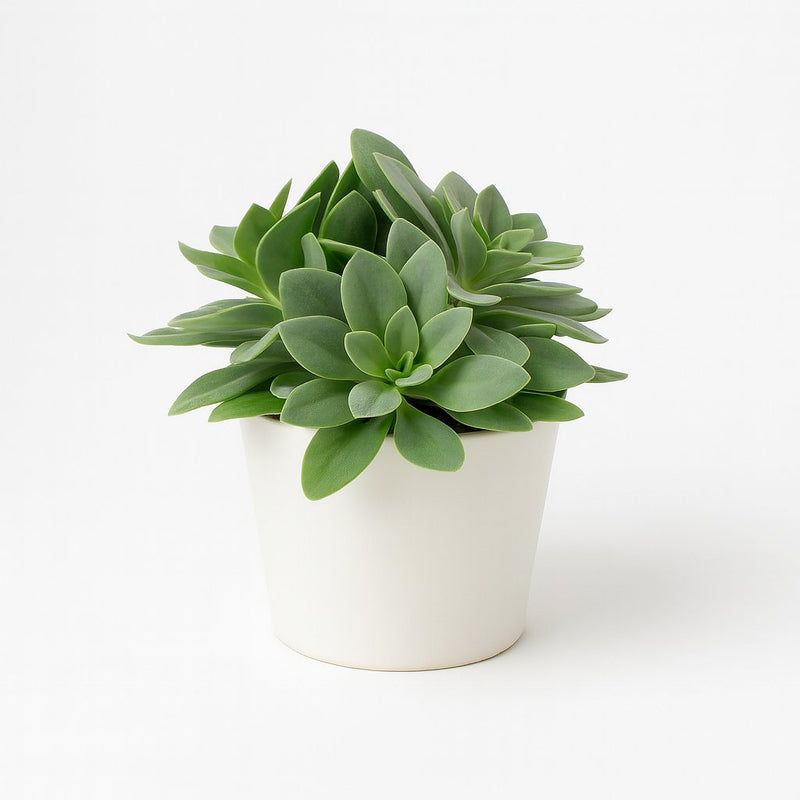 Senecio Cephalophorus Detail