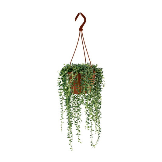 Senecio Herreianus - 20cm
