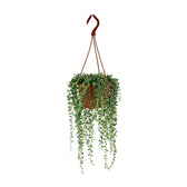 Senecio Herreianus 20cm im 12cm Topf