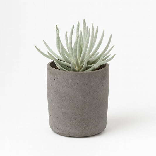 Senecio Scaposus - 15cm