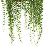 Senecio Herreianus 20cm im 12cm Topf Nahaufnahme