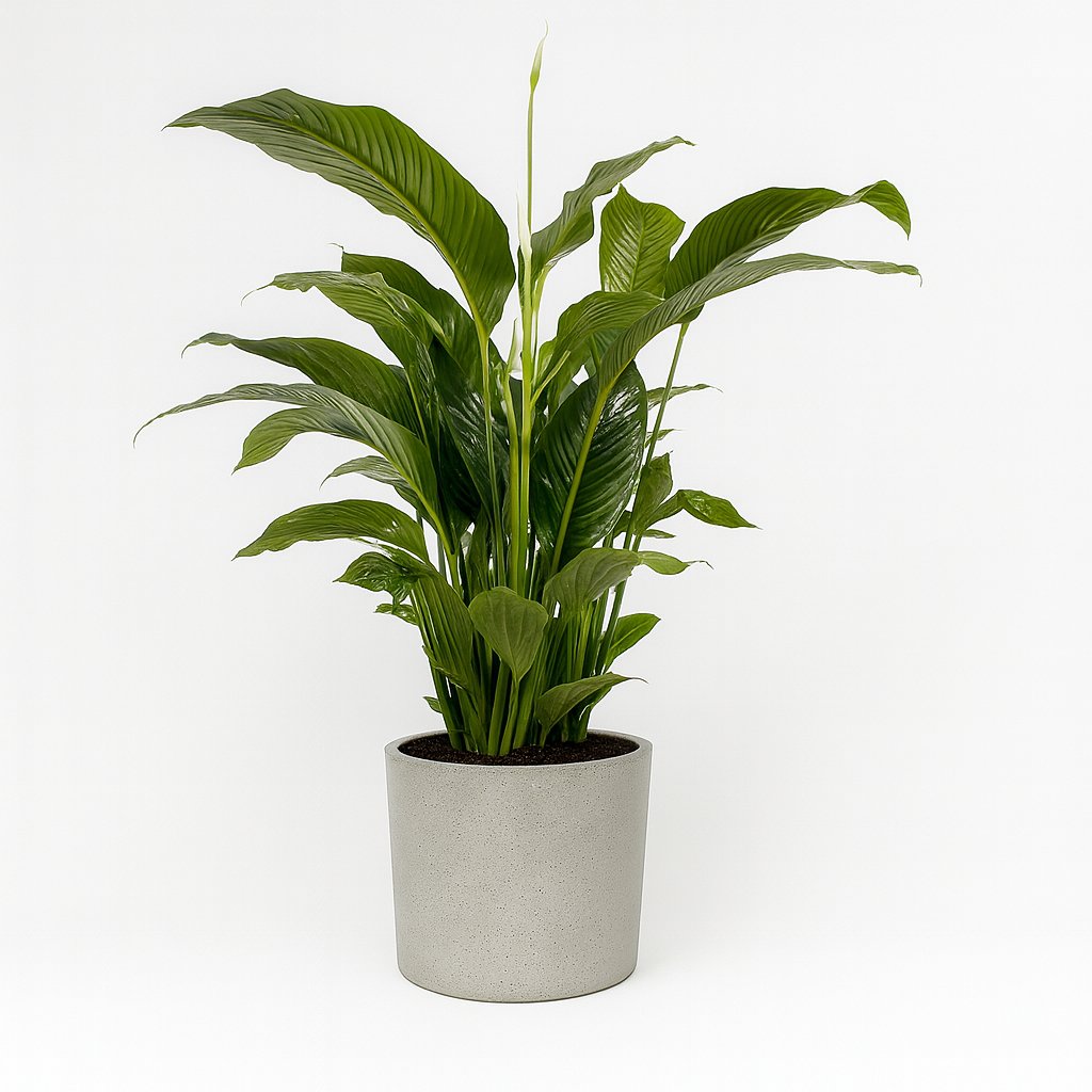 Spathiphyllum Bellini - 100cm
