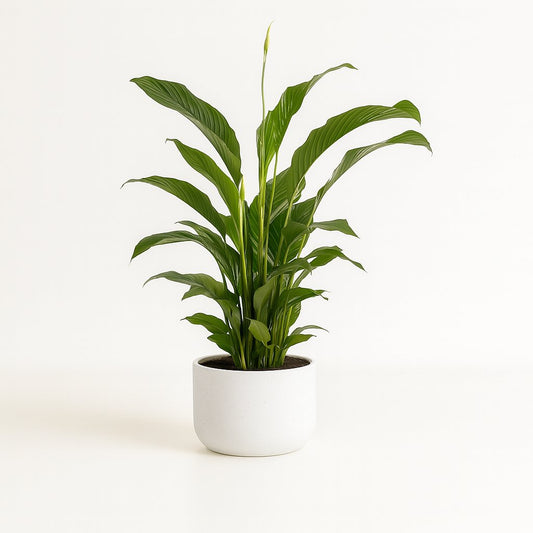 Spathiphyllum Bellini - 100cm