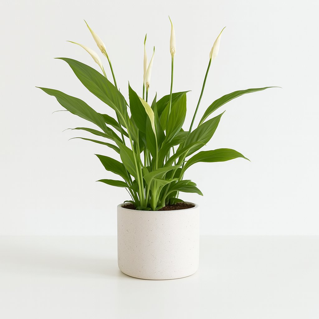 Spathiphyllum Bingo Cupido - 45cm