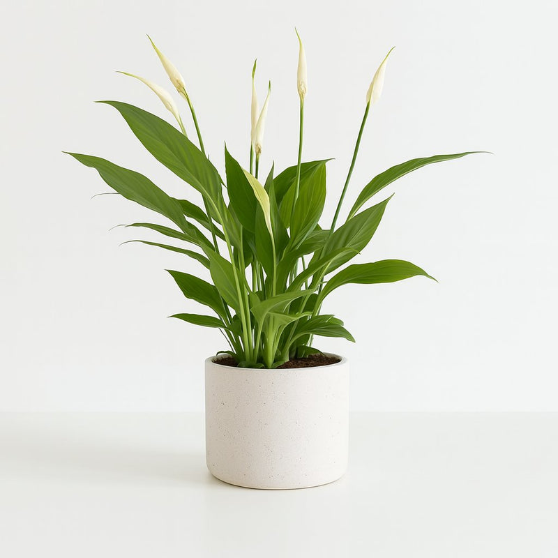Spathiphyllum Bingo Cupido Detail