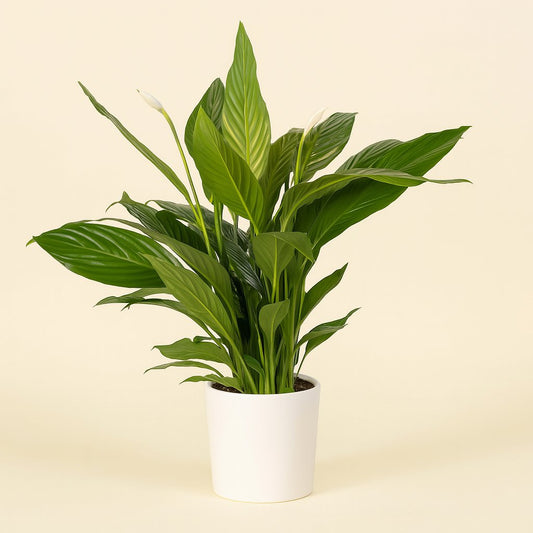 Spathiphyllum Bingo Cupido - 80cm