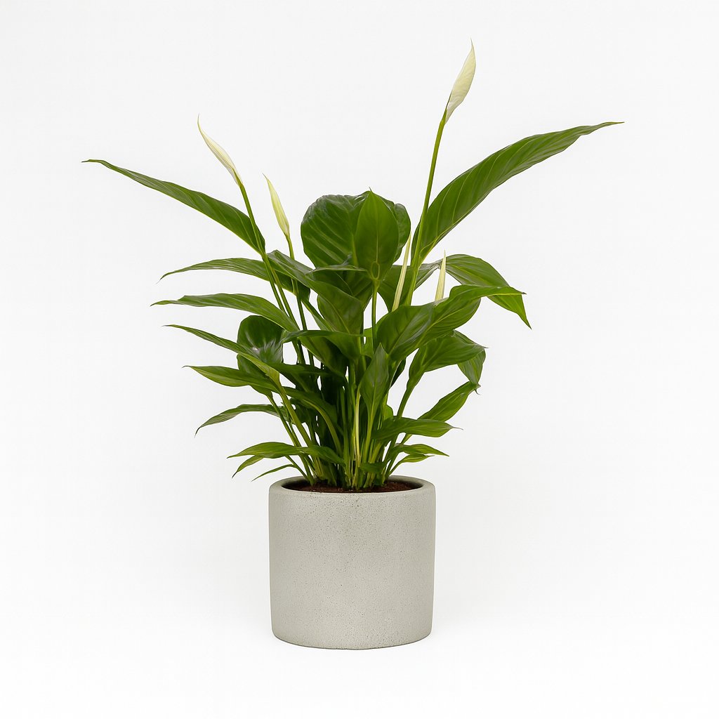 Spathiphyllum Bingo Cupido - 80cm in einem modernen Studio mit modernem Topf