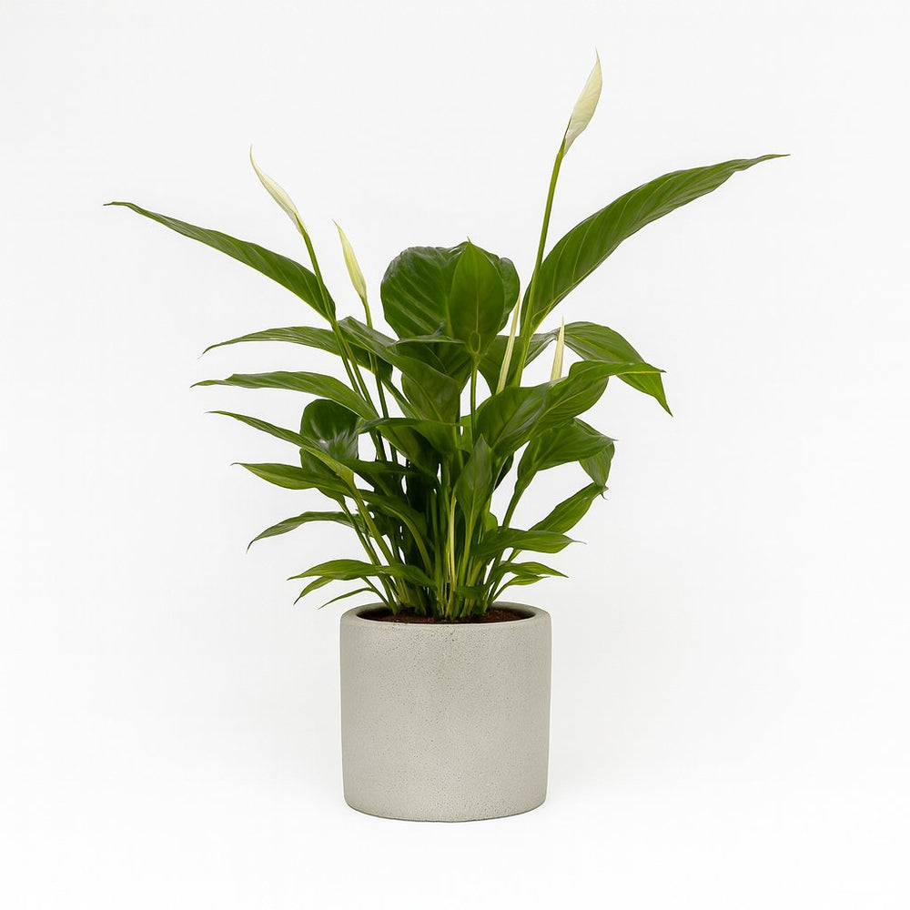 Spathiphyllum Bingo Cupido 80cm im 19cm Topf