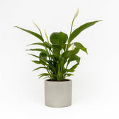 Spathiphyllum Bingo Cupido 80cm im 19cm Topf