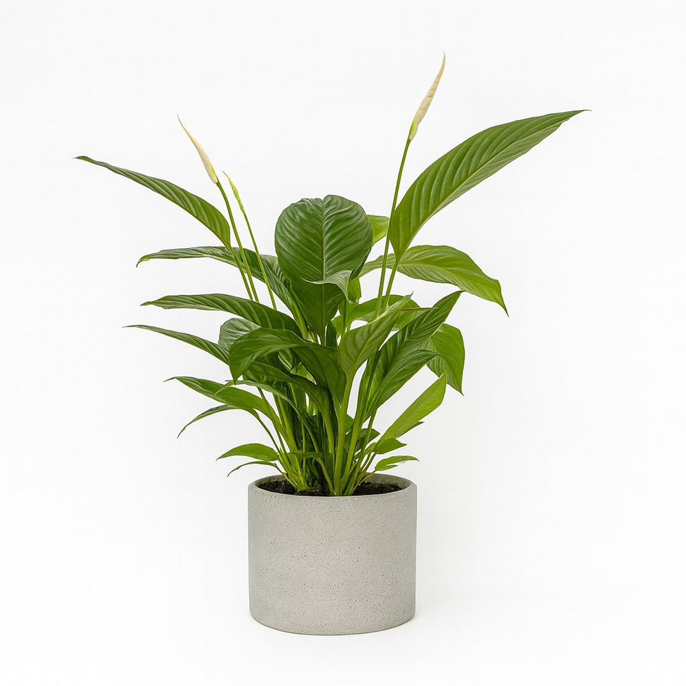Spathiphyllum Bingo Cupido 80cm im 19cm Topf