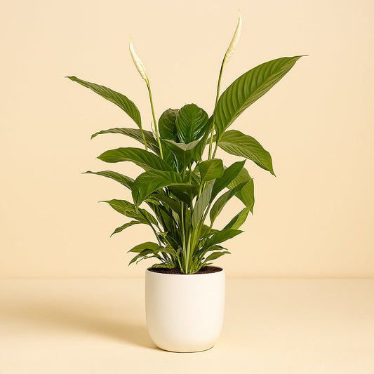 Spathiphyllum Bingo Cupido - 80cm