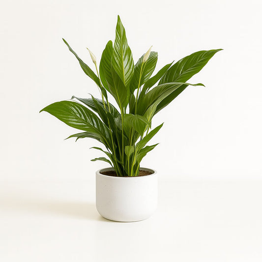 Spathiphyllum Bingo Cupido - 80cm