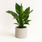 Spathiphyllum Diamond - 40cm in einem modernen Studio mit modernem Topf