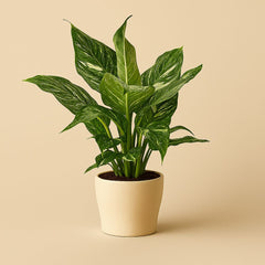 Spathiphyllum Diamond - 40cm