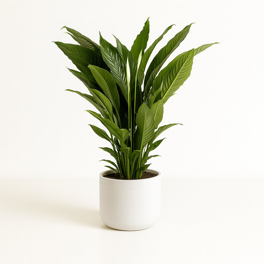 Spathiphyllum Sweet Sebastiano - 110cm in einem modernen Studio mit modernem Topf