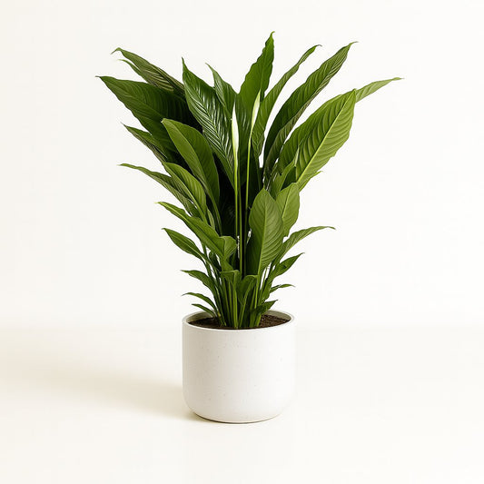Spathiphyllum Sweet Sebastiano - 110cm
