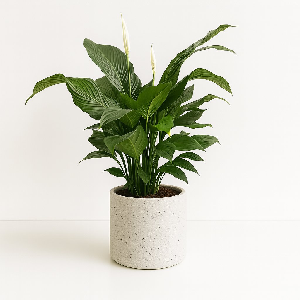 Spathiphyllum Sweet Silvana - 80cm in einem modernen Studio mit modernem Topf