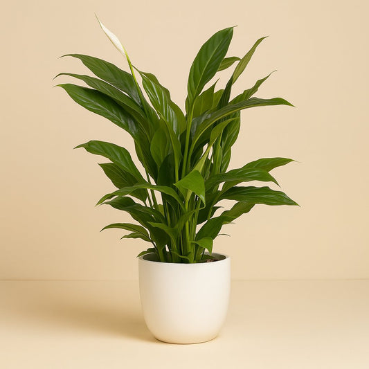 Spathiphyllum Torelli - 65cm