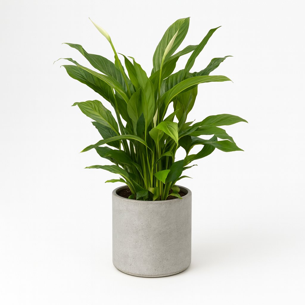 Spathiphyllum Torelli - 65cm