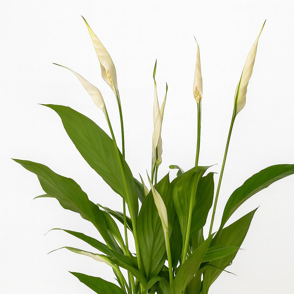 Spathiphyllum Bingo Cupido 45cm im 12cm Topf Nahaufnahme