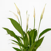 Spathiphyllum Bingo Cupido 45cm im 12cm Topf Nahaufnahme
