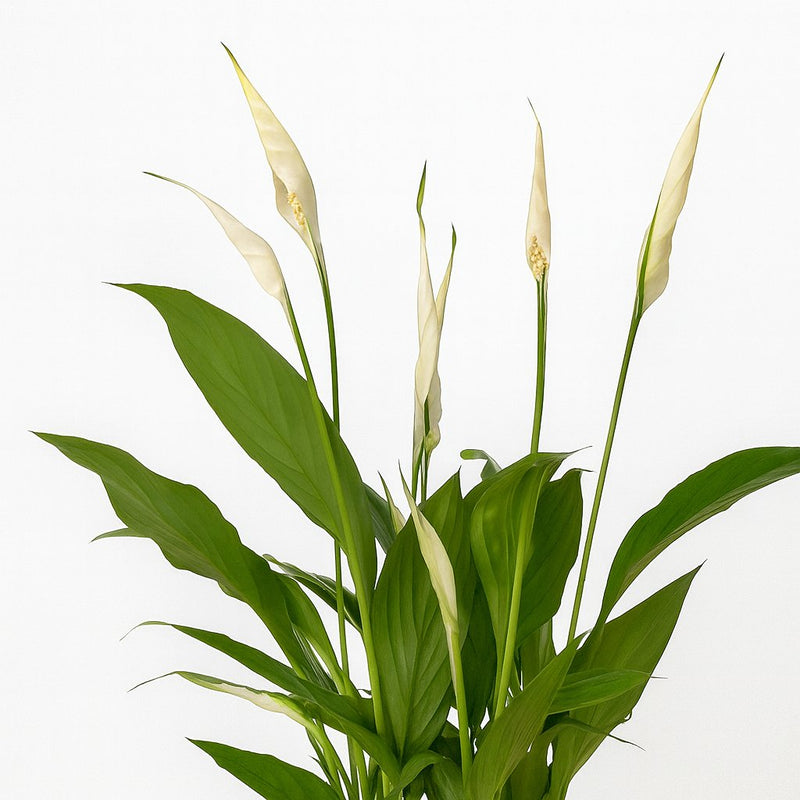 Spathiphyllum Bingo Cupido Detail
