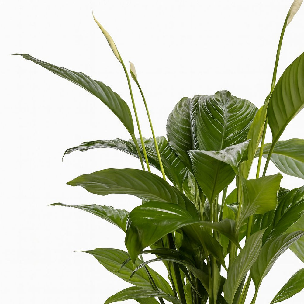 Spathiphyllum Bingo Cupido 80cm im 19cm Topf Nahaufnahme