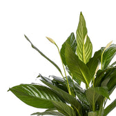 Spathiphyllum Bingo Cupido 80cm im 19cm Topf Nahaufnahme
