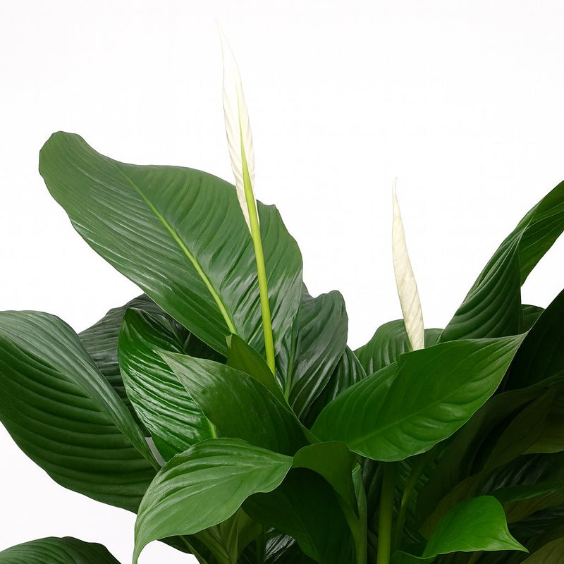 Spathiphyllum Sweet Silvana - 80cm Detail