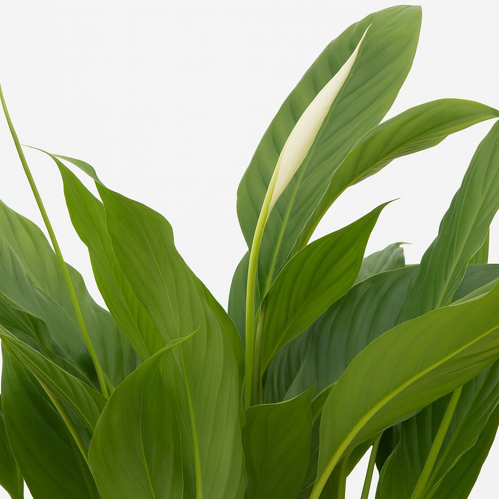 Spathiphyllum Torelli - 65cm