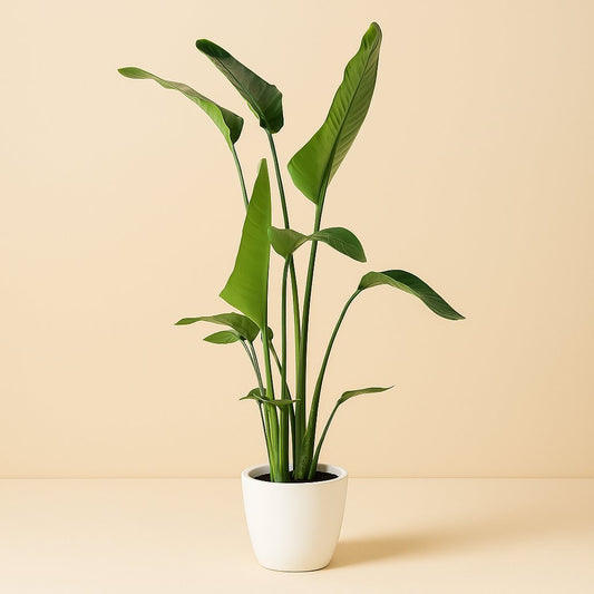 Strelitzia Nicolai - 100cm