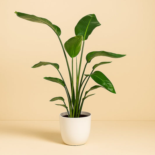 Strelitzia Nicolai - 100cm