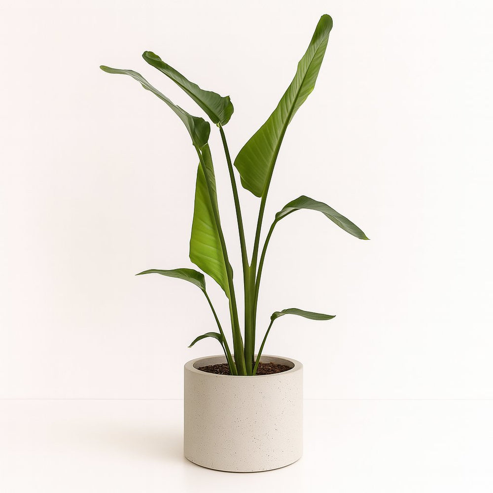Strelitzia Nicolai