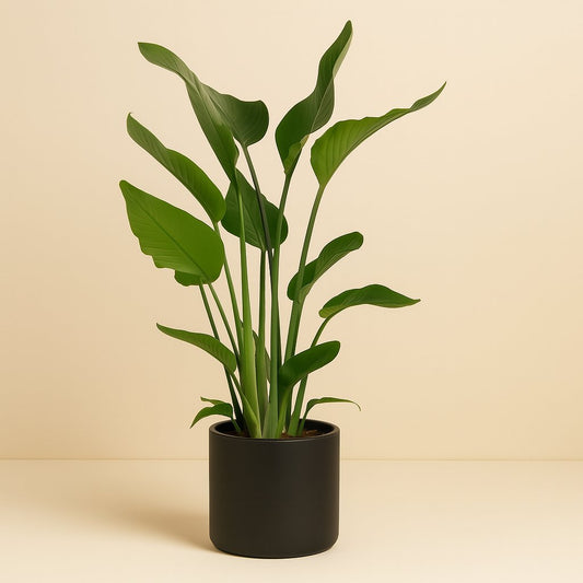 Strelitzia Nicolai - 110cm