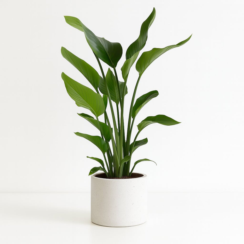 Strelitzia Nicolai