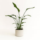 Strelitzia Nicolai 120cm im 21cm Topf