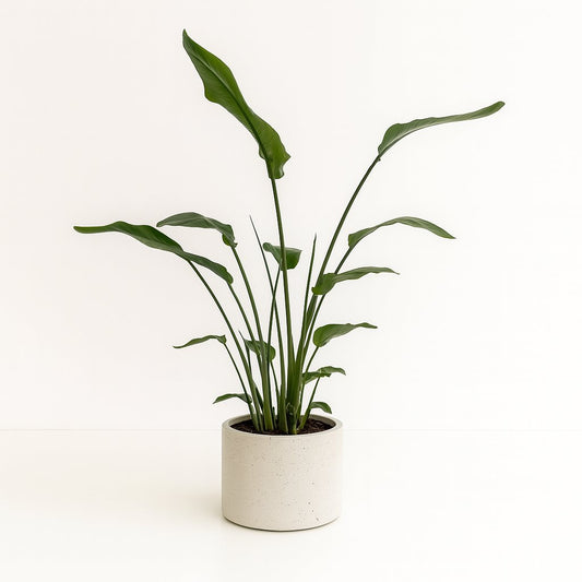 Strelitzia Nicolai - 120cm