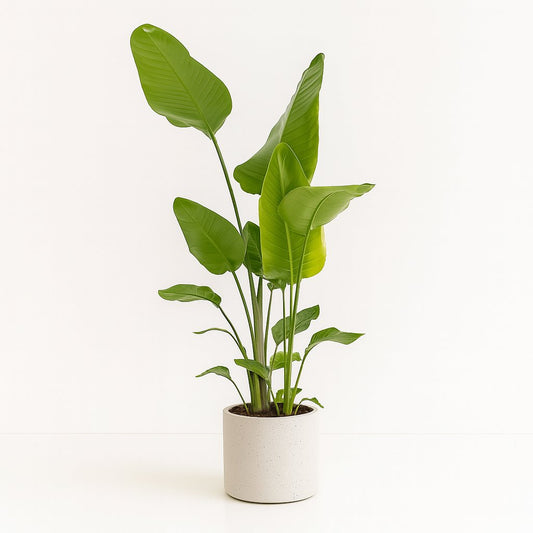 Strelitzia Nicolai - 130cm