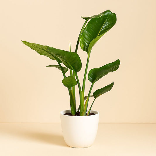 Strelitzia Nicolai - 60cm
